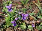 Fialka neboli violka vonná (Viola odorata). Sbírají se jedlé kvty.