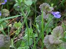 Popenec beanovitý (Glechoma hederacea)  