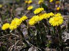 Podbl lékaský (Tussilago farfara L.) 