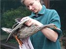Odmaování kachny na záchranné stanici v Plzni