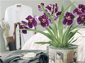Orchidej rodu Miltonia