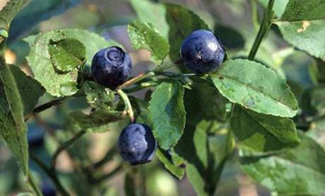 Stejný antioxidant jako v borvkách se nachází i v brusinkách a vinné rév.