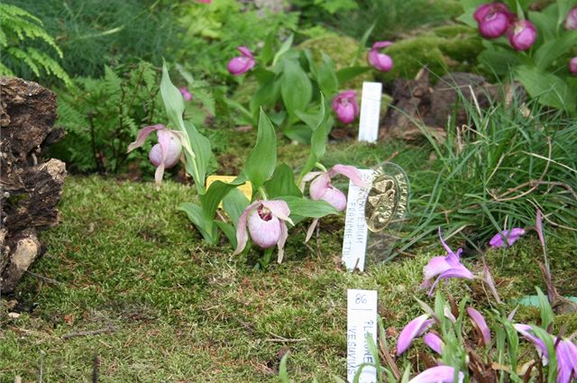 Chloubou letoní výstavy je expozice hajních rostlin, konkrétn orchideje - stevíníky z Evropy, Asie i Ameriky.