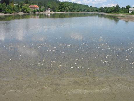 Mrtv ryby na vyputnm rybnce v Holoubkov na Rokycansku