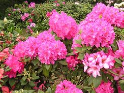 Růžové a fialové odstíny květů jsou typické pro pěnišníky s kožovitými listy.