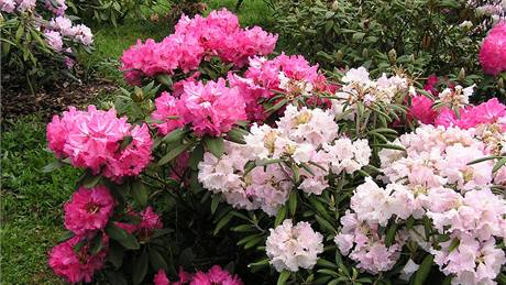 Sázení tújí, ale i jiných ke�� a strom�, budete pot�ebovat pomocníka