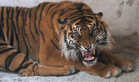 Nový pírstek brnnské zoo - tíletý tygr Duo z Madarska