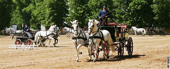 Starokladrubští koně z Kladrub nad Labem a Slatiňan jsou celosvětově velmi vzácní, o to víc je třeba uchránit je před případnou nákazou.     