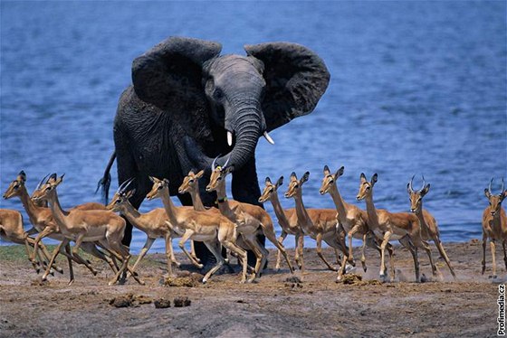 Jeden z pípad vzájemné pomoci mezi druhy - schopnosti, kterou vdci dosud zvíatm nepipisovali - prokázali sloni a antilopy.