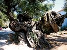 Zakynthos - Olivovník v Maries je údajn starý 2 000 let.