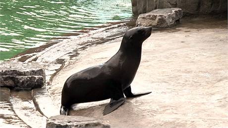 Spolu s dalí samicí Jlinkou toti zoo Myku loni poslalo do zahrady v Ústí nad Labem, kde samice ekaly na pestavbu praského bazénu. Ilustraní foto.