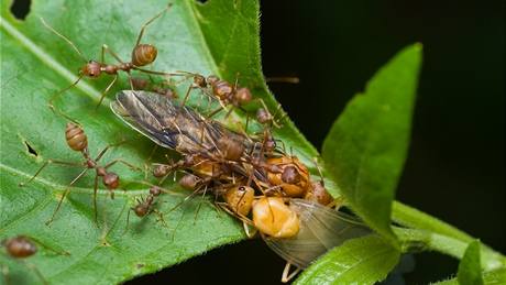 Rezaví mravenci, kteí k vám mohou ze zahrady také najít cestu, se dvma královnami.