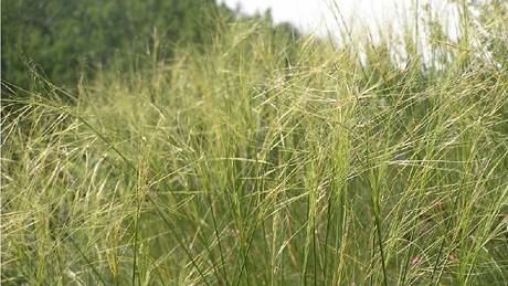 Kavyl Ivan�v, lipnicovitá tráva, také pat�í k ohro�eným druh�m na�í kv�teny.