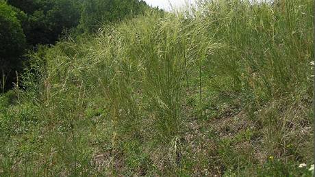 Kavyl Ivan�v, lipnicovitá tráva, také pat�í k ohro�eným druh�m na�í kv�teny.