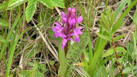 Kolem chránných rostlin jen opatrn nalapujte. Prstnatec májový, lidov zvaný kukaka, nae chránná orchidej.