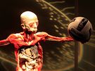 Otevení kontroverzní výstavy Bodies Revealed v Brn