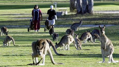 Klokani na golfu v australském Santhorpu.