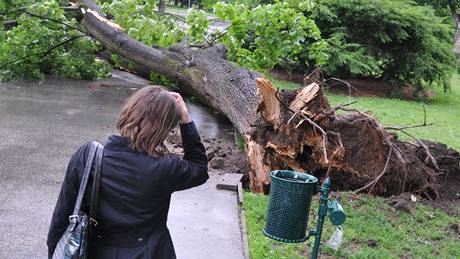 Vyvrácený vzrostlý strom v brnnských Luánkách