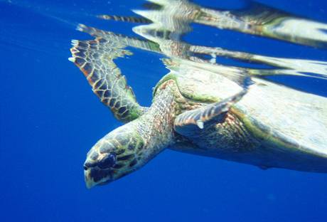 Kareta prav (Eretmochelys imbricata)