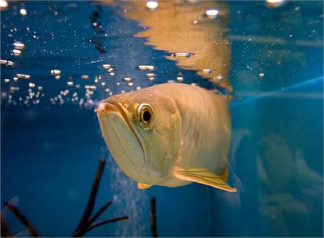 Baramundi malajský neboli arowana asijská (Scleropages formosus). Ryba, za kterou jsou zájemci ochotni zaplatit částku v tisících dolarů. 