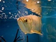 Baramundi malajsk neboli arowana asijsk (Scleropages formosus). Ryba, za kterou jsou zjemci ochotni zaplatit stku v tiscch dolar. 