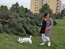 Brnnský magistrát vydal povolení k okamitému vykácení strom v Líni