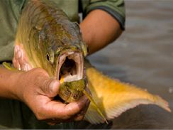 Samec arowany přechovává jikry nakladené samicí ve svých ústech, někdy dokonce i 50 dní. Rybky vypuštěné do volné vody pak měří až 10 cm.