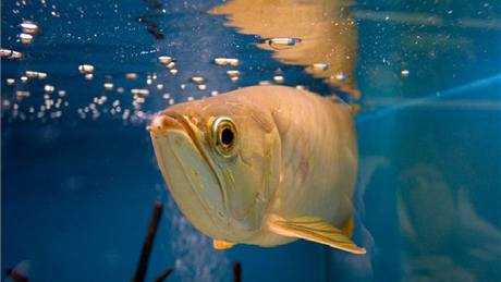 Baramundi malajský neboli arowana asijská (Scleropages formosus). Ryba, za kterou jsou zájemci ochotni zaplatit ástku v tisících dolar. 
