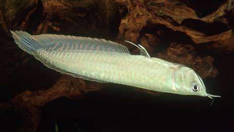 Ostnojazynatec dvojvousý (Osteoglossum bicirrhosum) neboli arowana dvojvousá pochází z Jiní Ameriky. Jeho stíbrnou a ernou formu mete vidt napíklad v praském Moském svt.