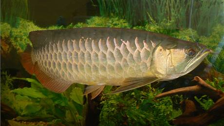 Baramundi malajský (Scleropages formosus) neboli arowana asijská (Scleropages formosus), zlatá forma. 