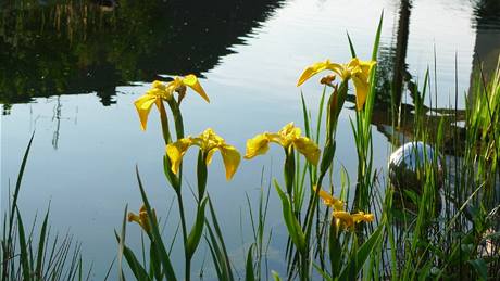 Zářivě žluté květy kostce žlutého (Iris pseudacorus) rozkvétají postupně. Po odkvětu je nutné semeníky odříznout.