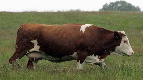 V minulých letech se zemdlcm chov krav píli nevyplácel, proto svá stáda ve velkém vybíjeli. Ilustraní snímek