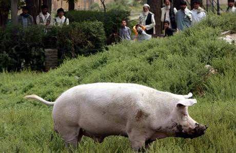 unk, jen pat k expontm zoologick zahrady v Kbulu, se me ode dneka znovu vesele rochnit v bahn