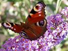 Komule Davidova (Buddleia davidii) neboli "budleja" láká motýly velmi spolehliv.