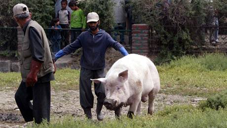 uník, jen patí k exponátm zoologické zahrady v Kábulu, se me ode dneka znovu vesele rochnit v bahn