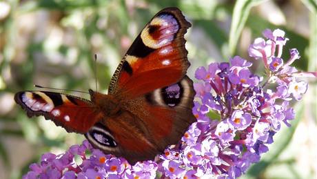 Komule Davidova (Buddleia davidii) neboli "budleja" láká motýly velmi spolehlivě.