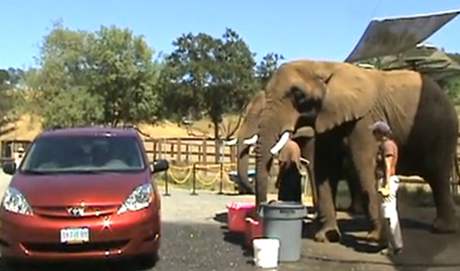 Sloni vám v oregonském safari umyjí vz.