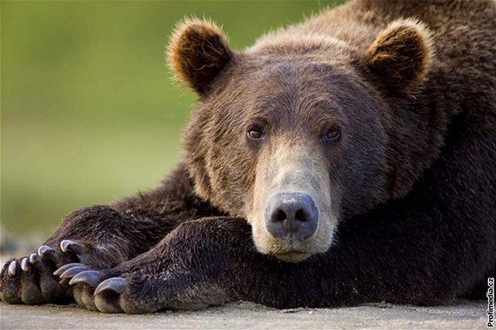 ichám, ichám lovinu. Ruský medvd v zim nepohrdne ani nebotíkem. Ilustraní foto