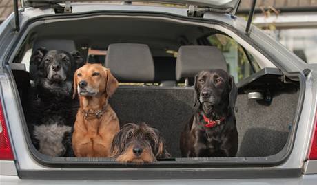 Se psem v autě je třeba dělat častější přestávky