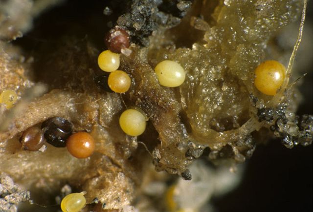 Hadatko Bramborove Foto (Globodera pallida, hádátkem bramborovým, napadení hádátkem, Globodera rostochiensis, hostitelských rostlin) Hadatko Bramborove Foto