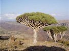 Ostrov Socotra - Ve stínu Draích strom nad kaonem Esgego