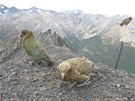 Arthur's Pass National Park, Nový Zéland - jediní vysokohortí papouci na svt - Kea - nai spoleníci na tdrý den pi výstupu na Avalanche Peak