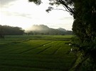 Srí Lanka - chvíle po východu slunce nad rýovým polem