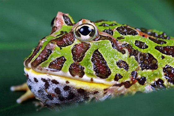 Rohatka (Ceratophrys) patí mezi vtí áby