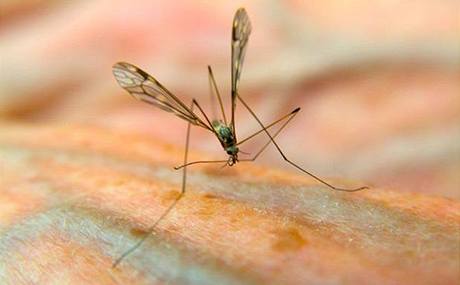 Za íení malárie jsou zodpovdné samiky komára Anopheles.