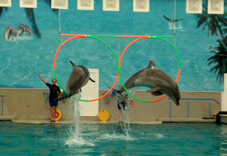 Delfíni v Kislovodsku skáčou do výšky pět metrů a hrají košíkovou