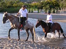 Na snímku je zachycen okamik, kdy skupina koní dokázala z podveerní pláe vytvoit hotový ráj, Sardinie