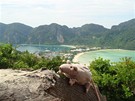 Krysák Rufus se v listopadu 2008 vykrabal na jeden z vrchol thajských rajských ostrov PHI PHI ISLANDS. 