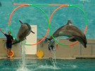 Delfíni v Kislovodsku skáou do výky pt metr a hrají koíkovou
