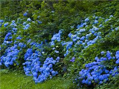 Při správné péči vám hortenzie krásně pokvetou celé léto. Keře modrých hortenzií v japonské zahradě